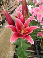 [4484 PO72 Euphoria No02.JPG]